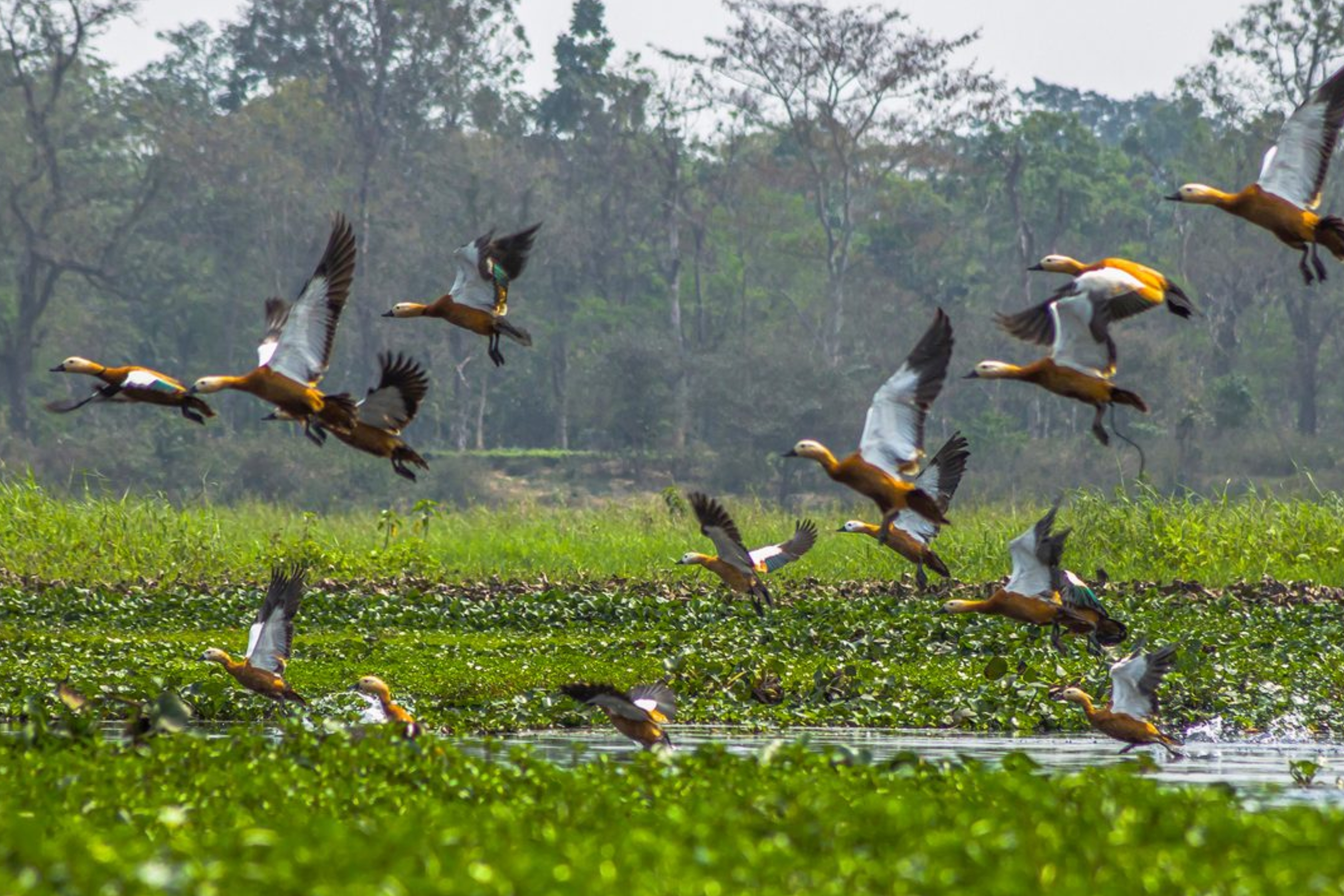 dibru saikhowa national park (3).jpg